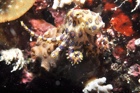 Blue-ringed octopus